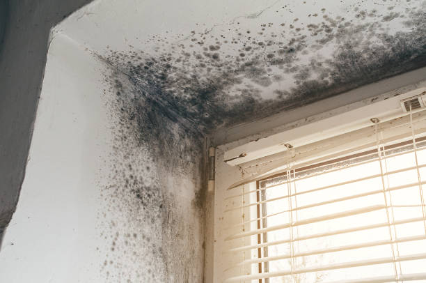 Affordable Mold Inspection And Testing solutions in Lumberton, NC